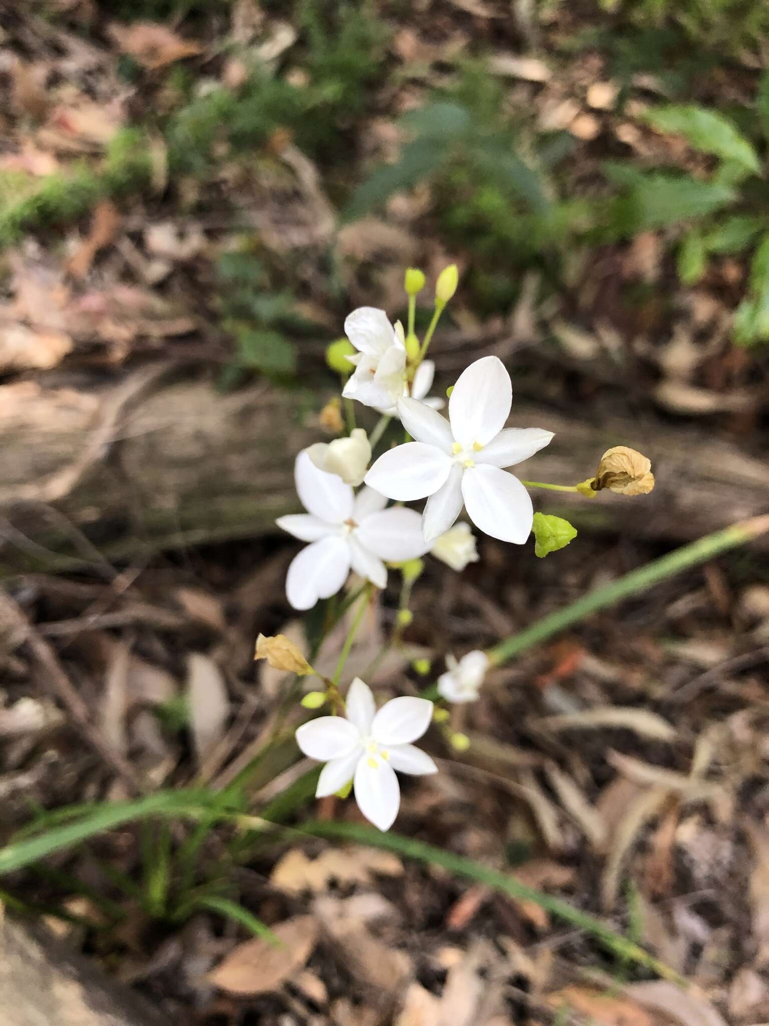 Image de Libertia paniculata (R. Br.) Spreng.