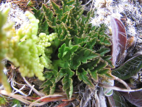 Image of Sceptridium australe subsp. australe