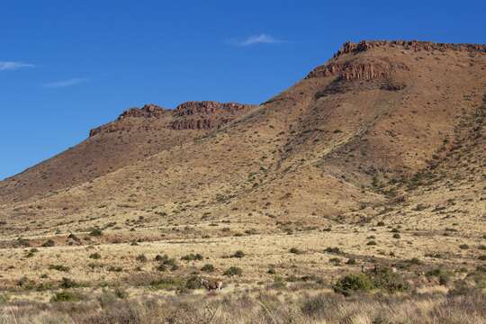 Image of Burchell's zebra