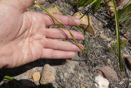 Image of Moraea angusta (Thunb.) Ker Gawl.