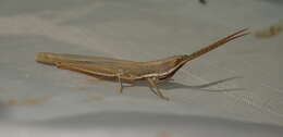 Image of Wyoming Toothpick Grasshopper