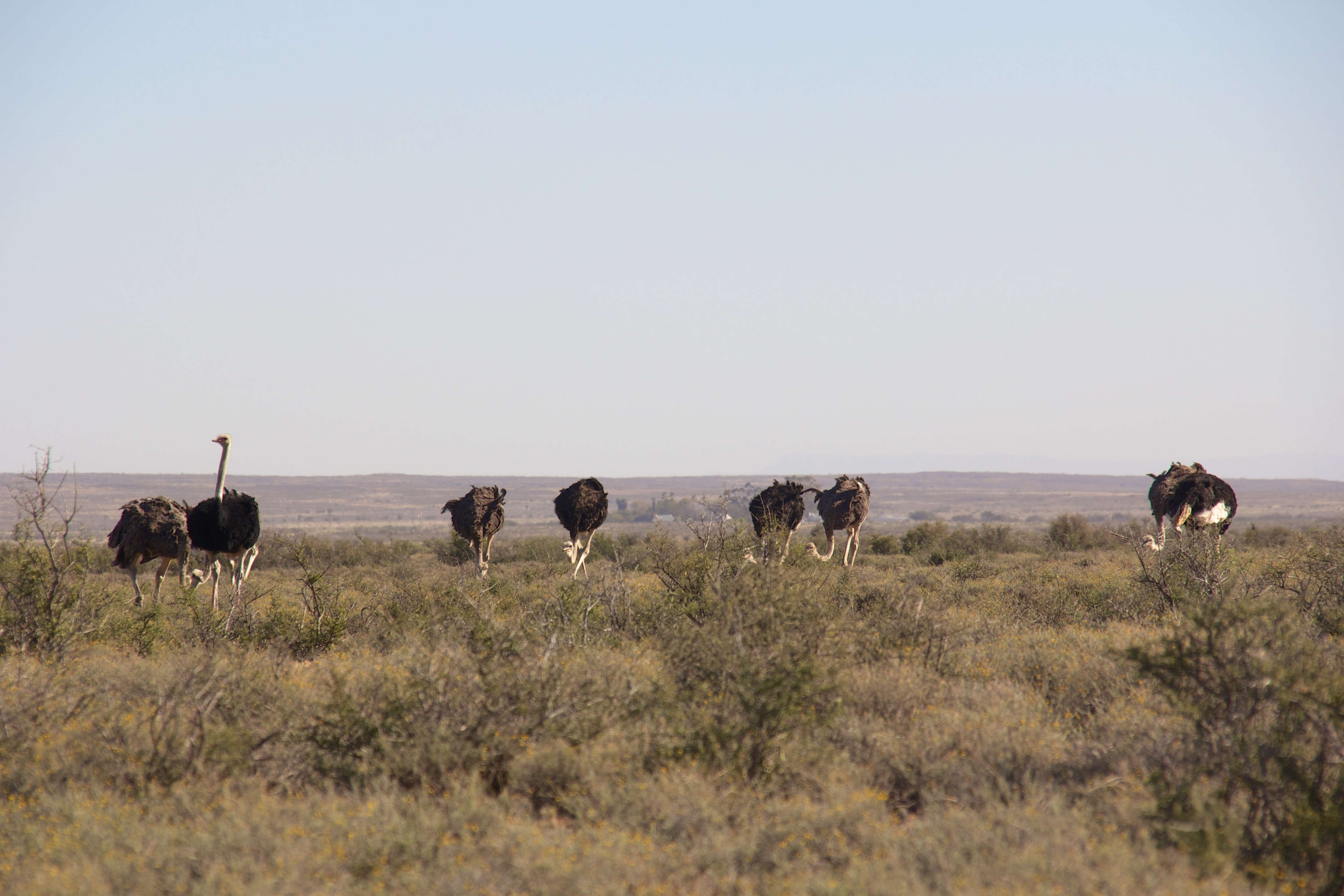 Image of South African Ostrich