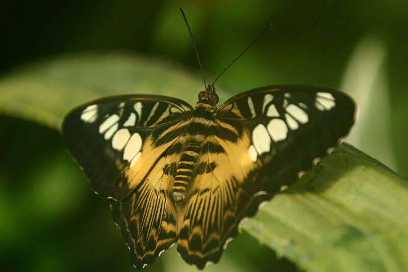 Imagem de Parthenos sylvia