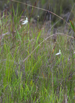 Sivun Pecteilis radiata (Thunb.) Raf. kuva