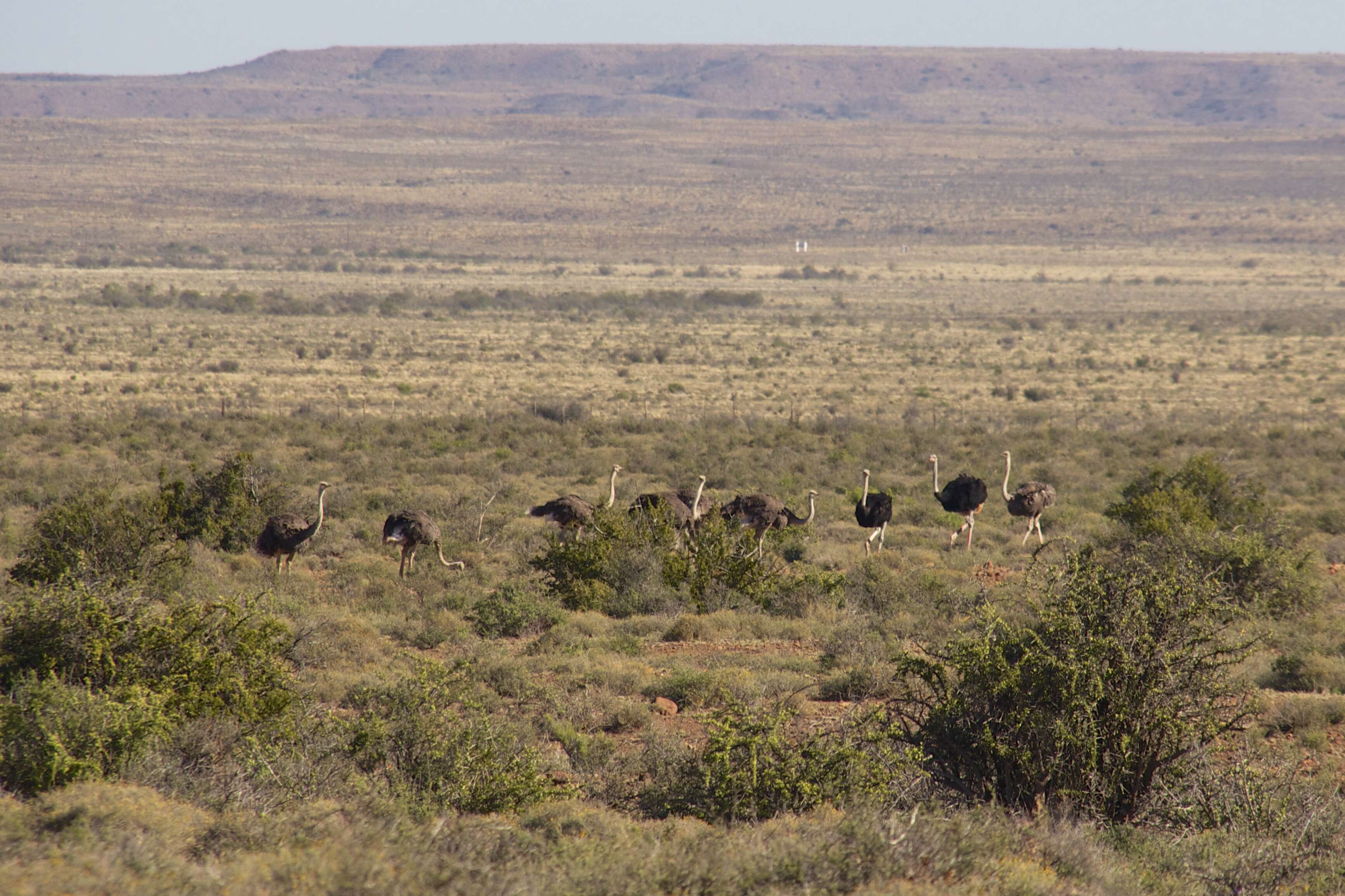 Image of South African Ostrich