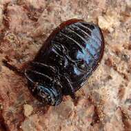 Image of <i>Chrysolina bicolor</i>