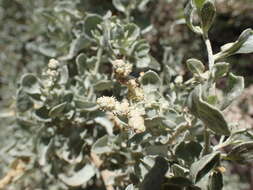 Image de Atriplex nummularia Lindl.