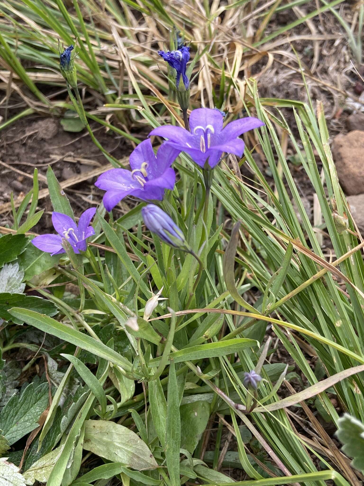 Image of Parry's bellflower