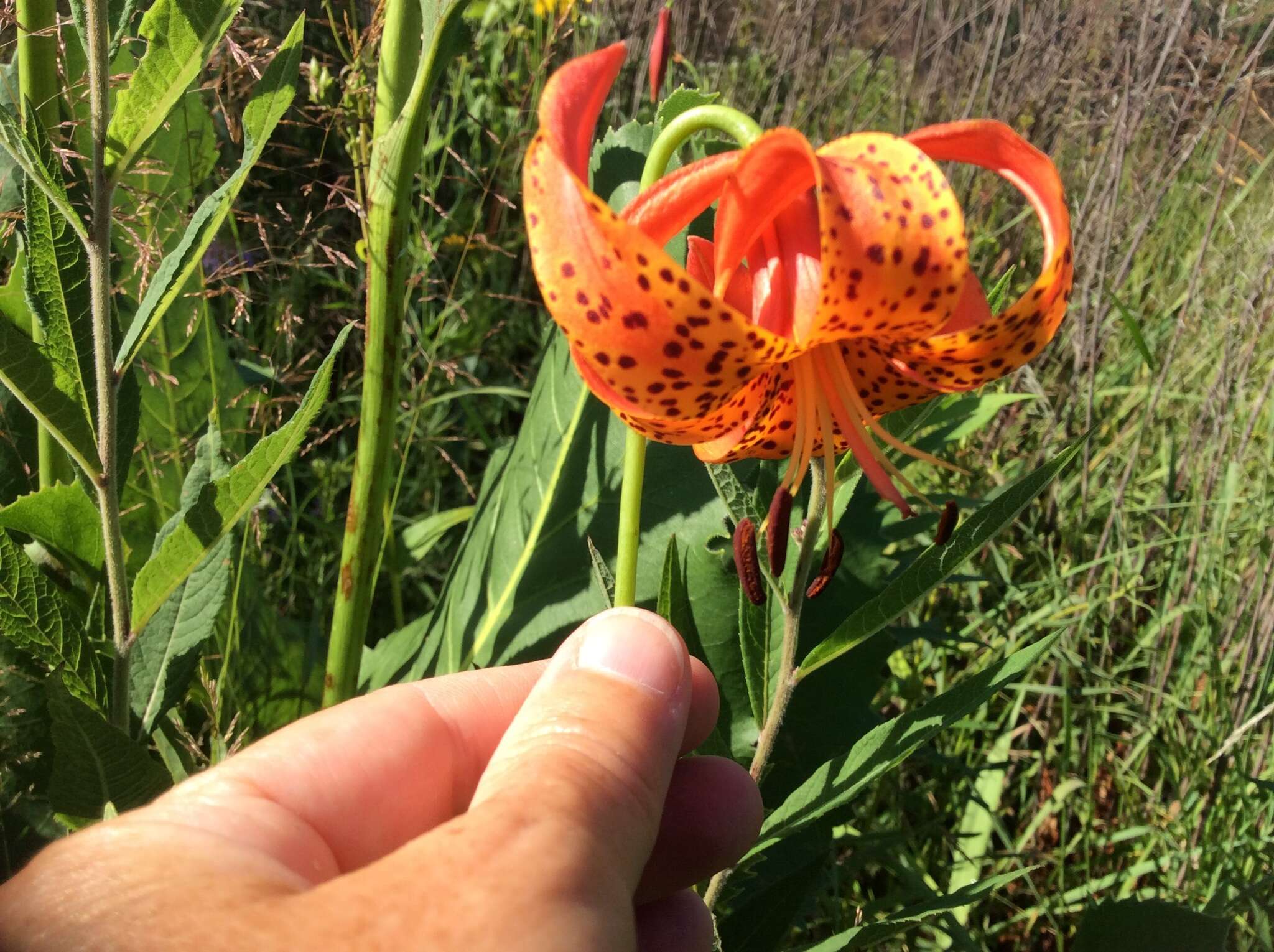 Image of Michigan lily