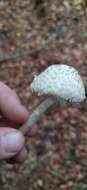 Слика од Leucoagaricus nympharum (Kalchbr.) Bon 1977