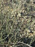 Imagem de Astragalus cusickii var. sterilis (Barneby) R. C. Barneby