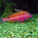 Image of Black-striped goatfish