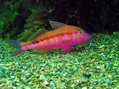 Image de Capucin du Sud australien