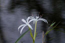 Image de Crinum americanum L.