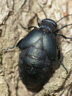 Image of <i>Meloe decorus</i>