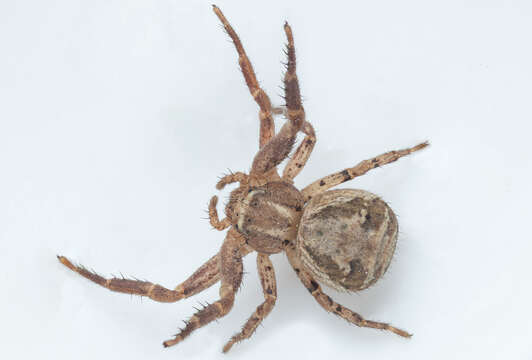 Image of common crab spider