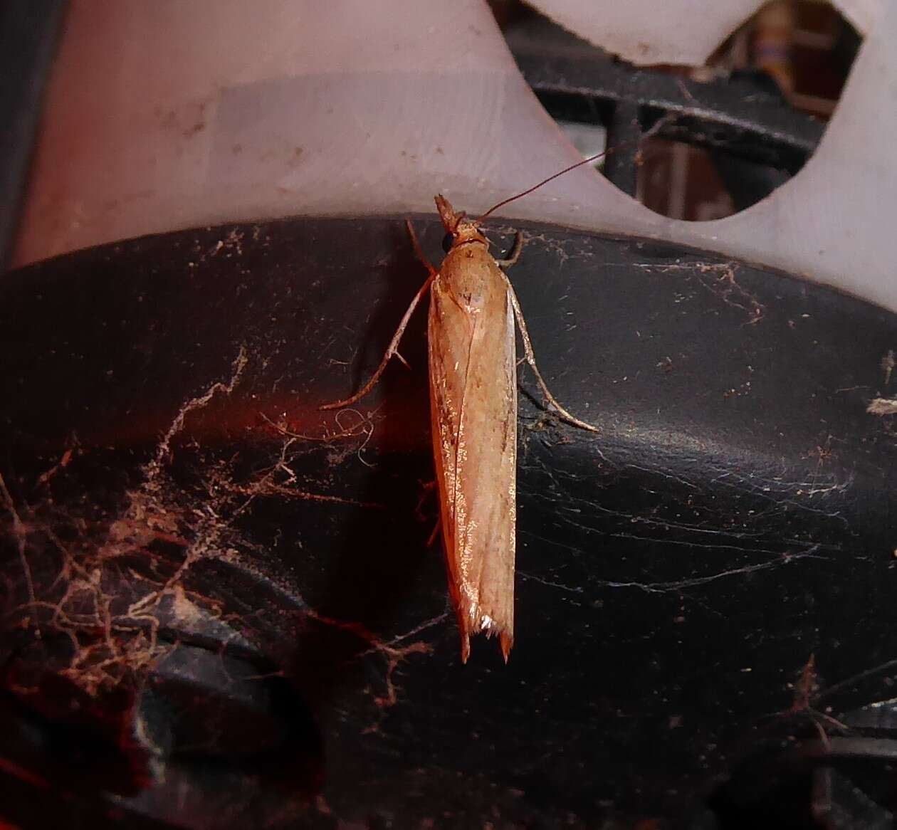 Image of common grass moth