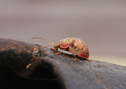 Imagem de <i>Paropsis charybdis</i>