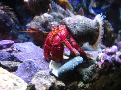 Image of Common hermit crab