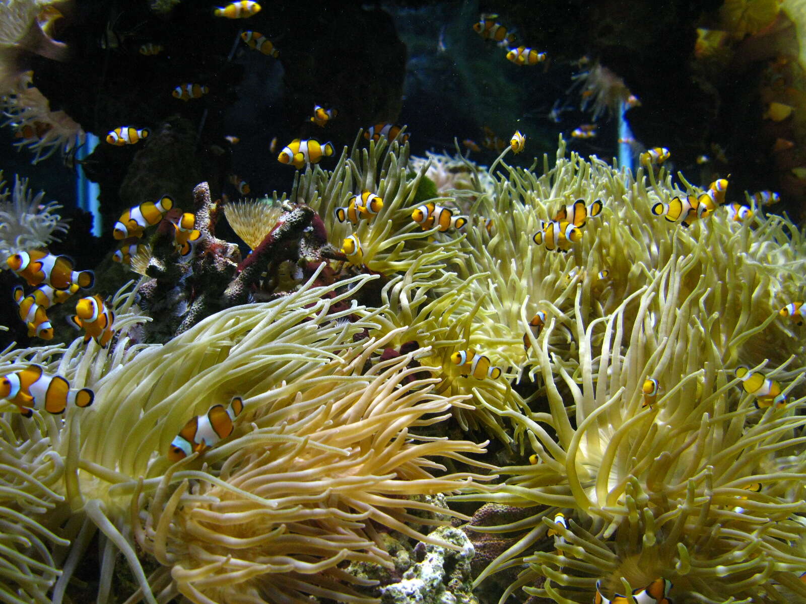 Image de Poisson-clown du Pacifique