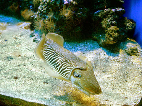 Image of Common Cuttlefish