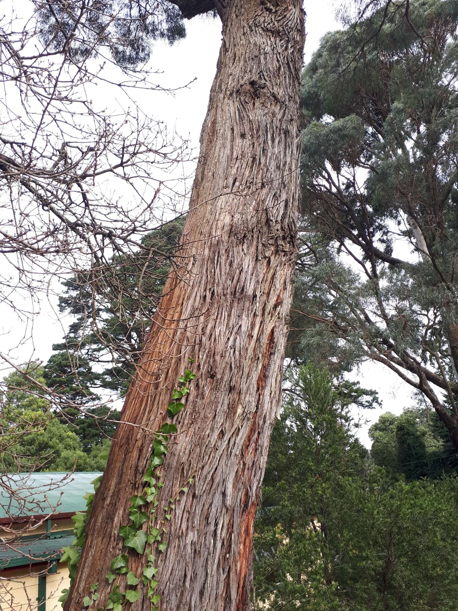 Image of Eucalyptus nicholii Maiden & Blakely