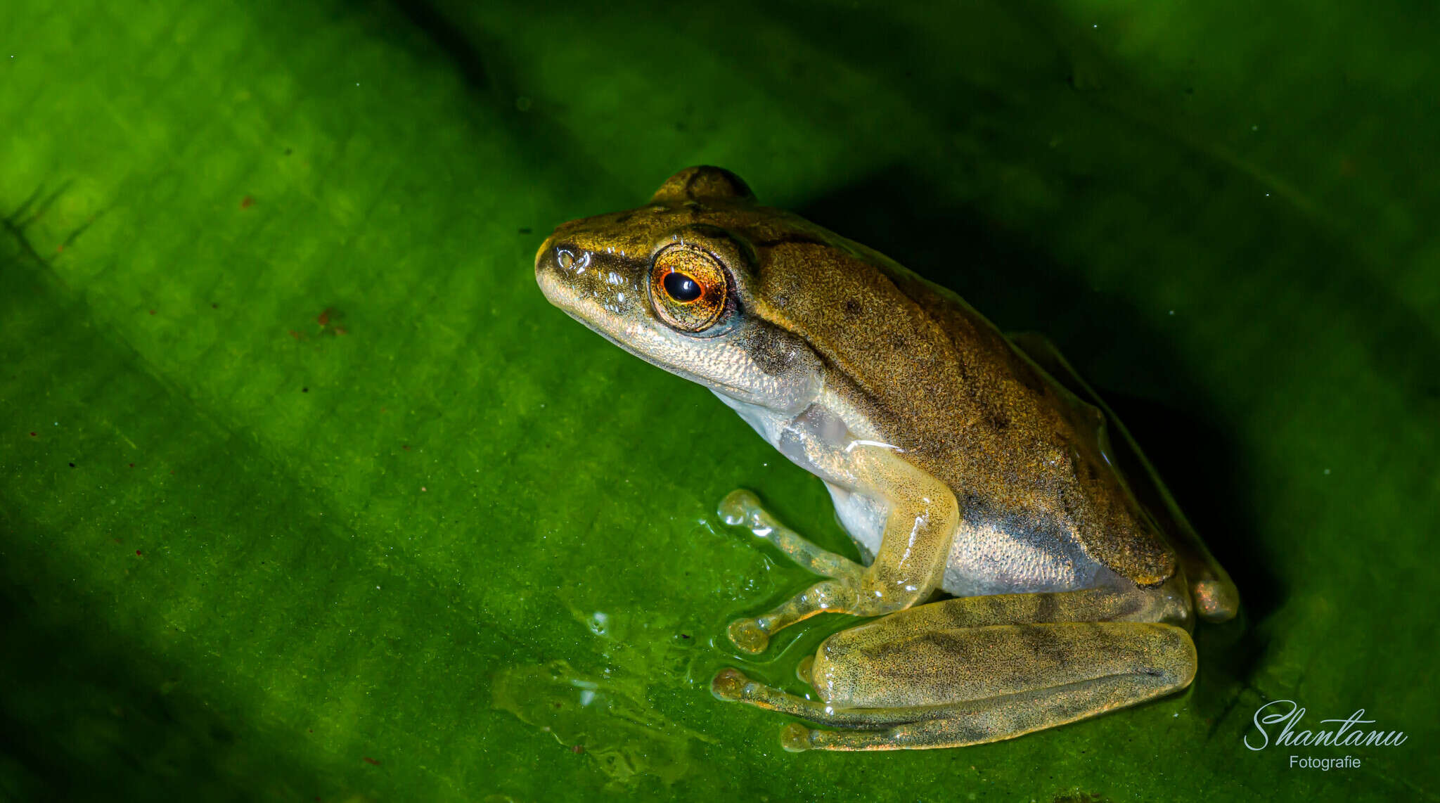 Imagem de Polypedates occidentalis Das & Dutta 2006