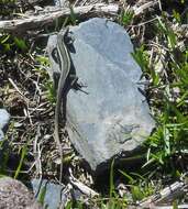 Image of Caucasian lizard