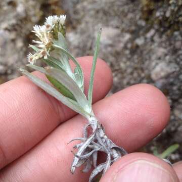 Plancia ëd Chionolaena salicifolia (Bertol.) G. L. Nesom