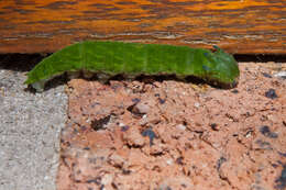 Charaxes brutus natalensis Staudinger 1886的圖片