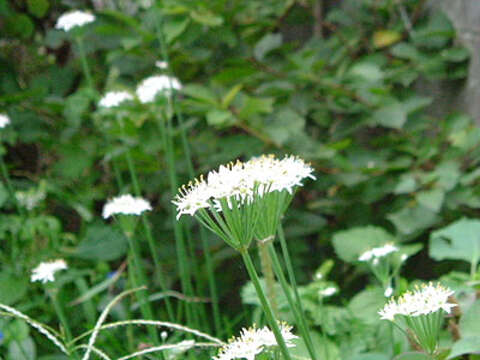 Image of Chinese chives