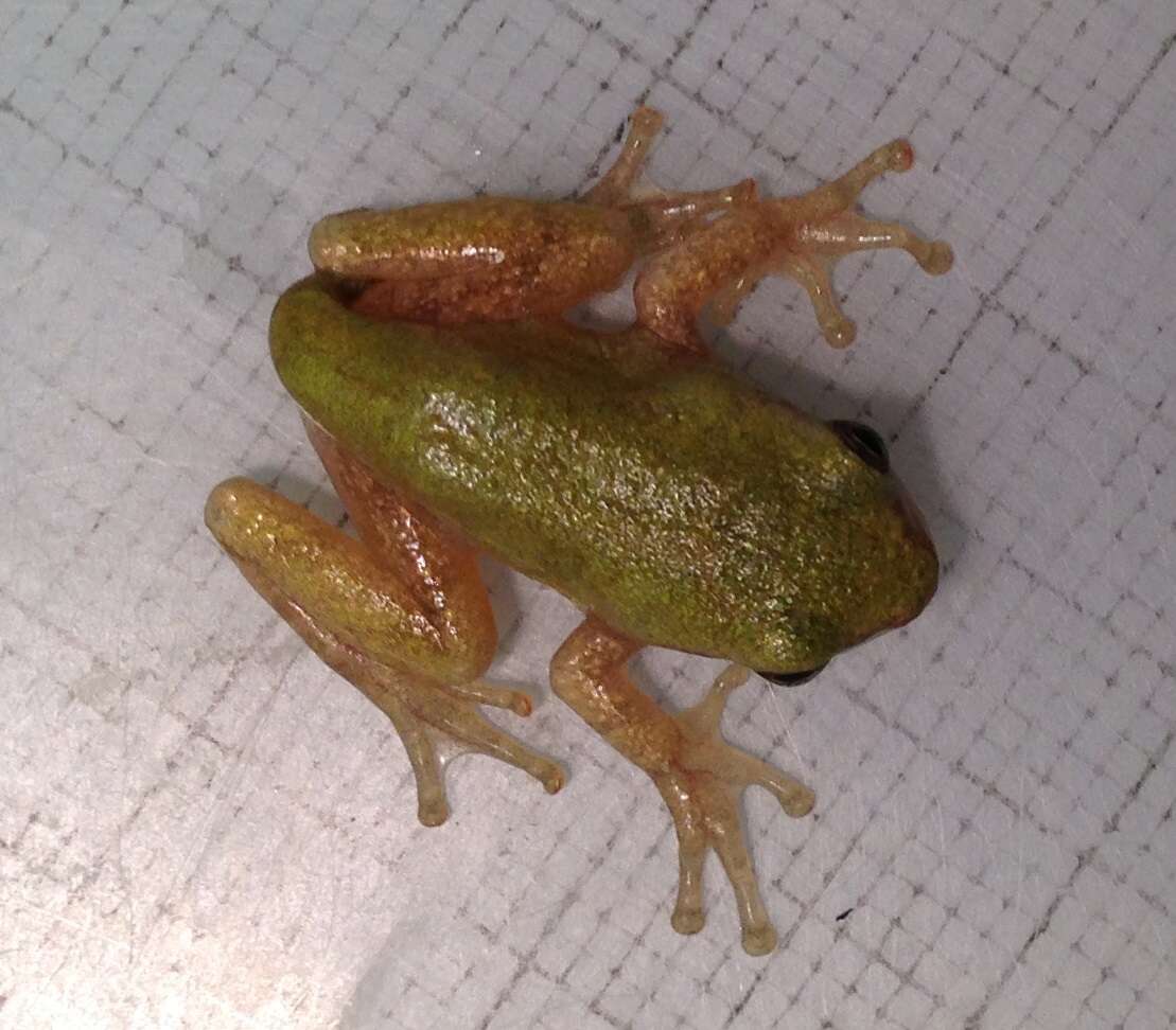 Image of Cope's Gray Treefrog