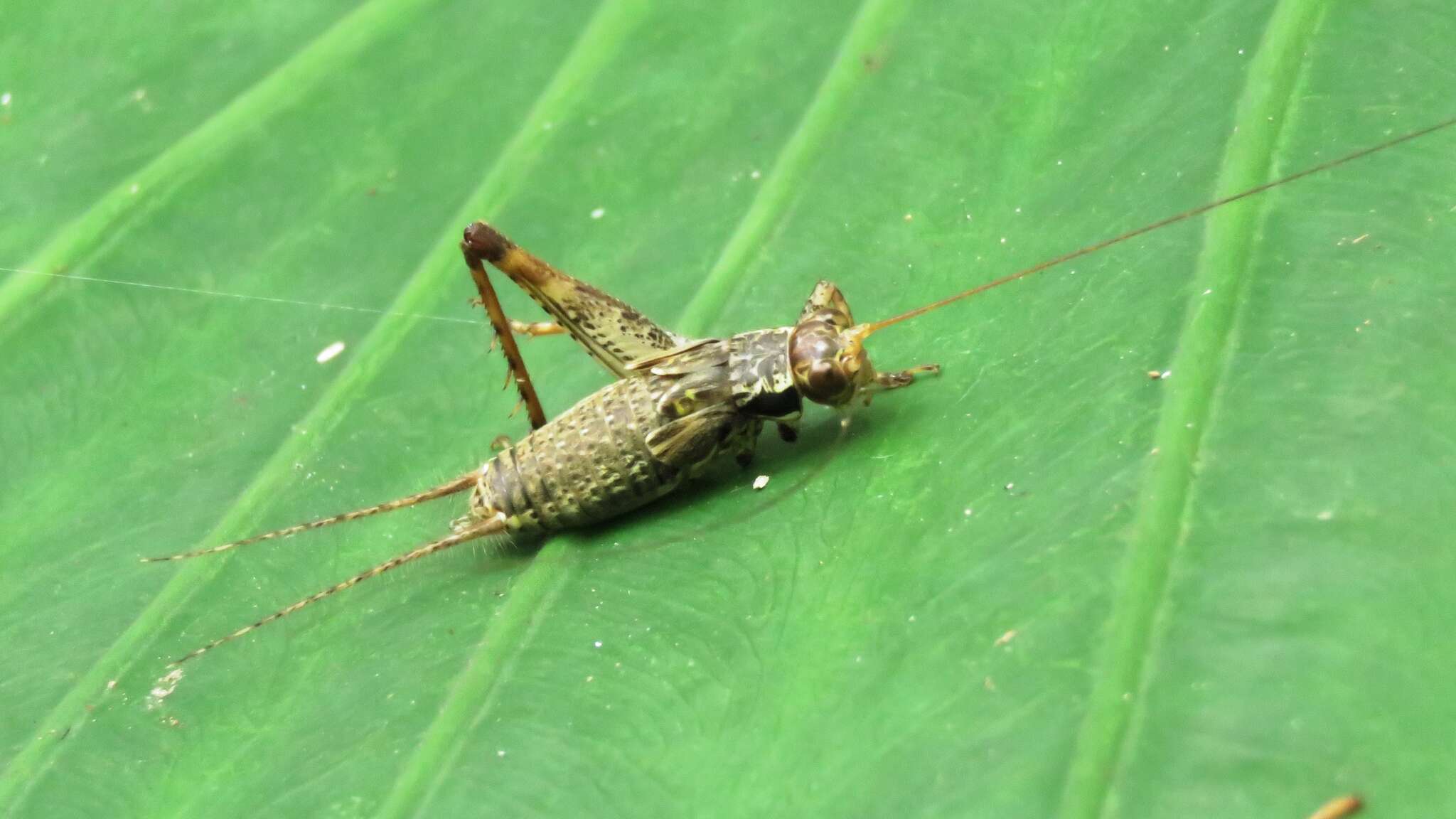 Image of Cardiodactylus guttulus (Matsumura & S. 1913)