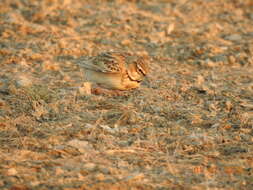 Image of Bimaculated Lark