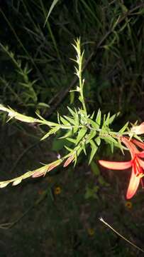 Anisacanthus quadrifidus (Vahl) Standl. resmi