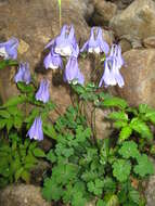 Image of fan columbine