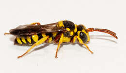 Image of Nomada cubensis Cresson 1865