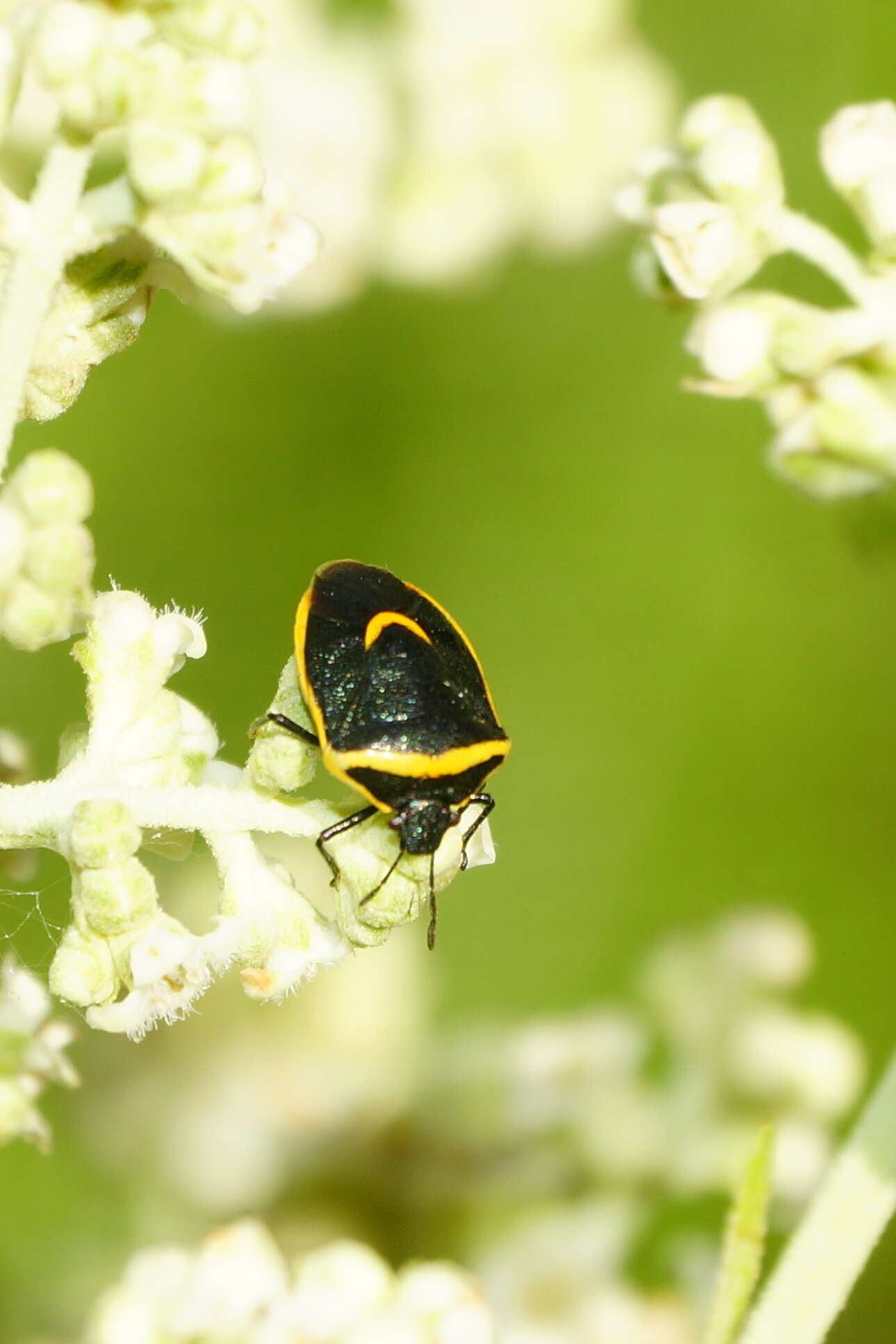 Image of Cosmopepla decorata (Hahn 1834)