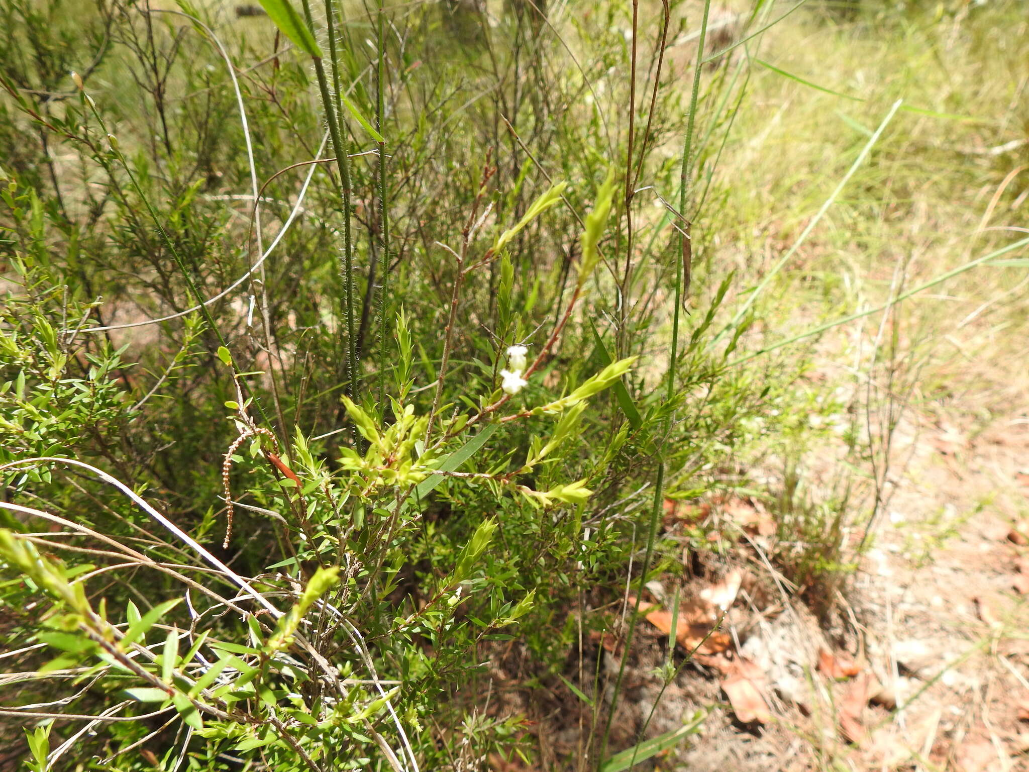 Image of Leucopogon leptospermoides R. Br.