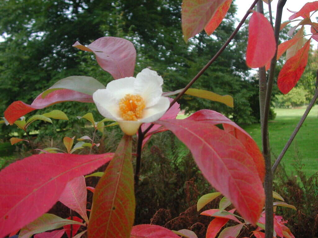 Image of Franklin tree