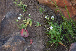 Geissorhiza bolusii Baker的图像