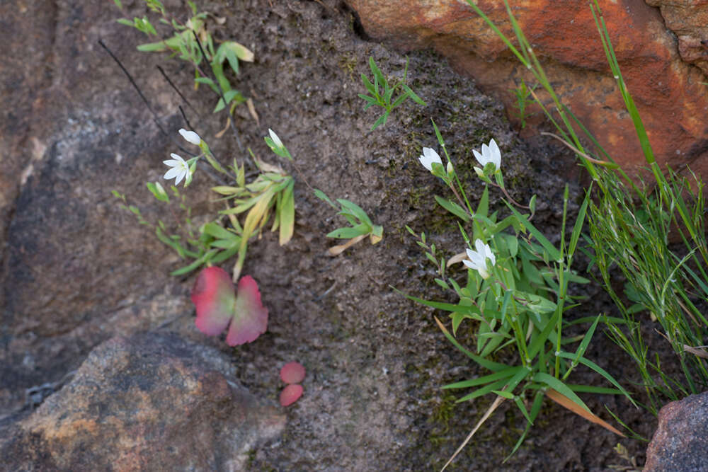 Geissorhiza bolusii Baker的图像