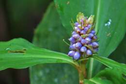 Image of Blue ginger