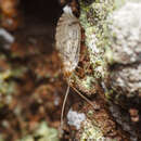 Image of Brown lacewing