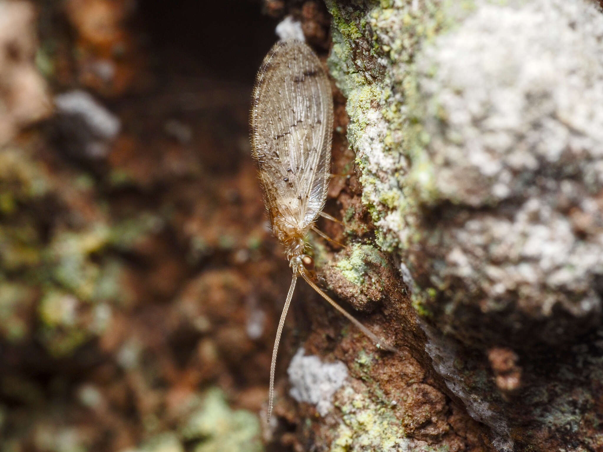 Image of Brown lacewing