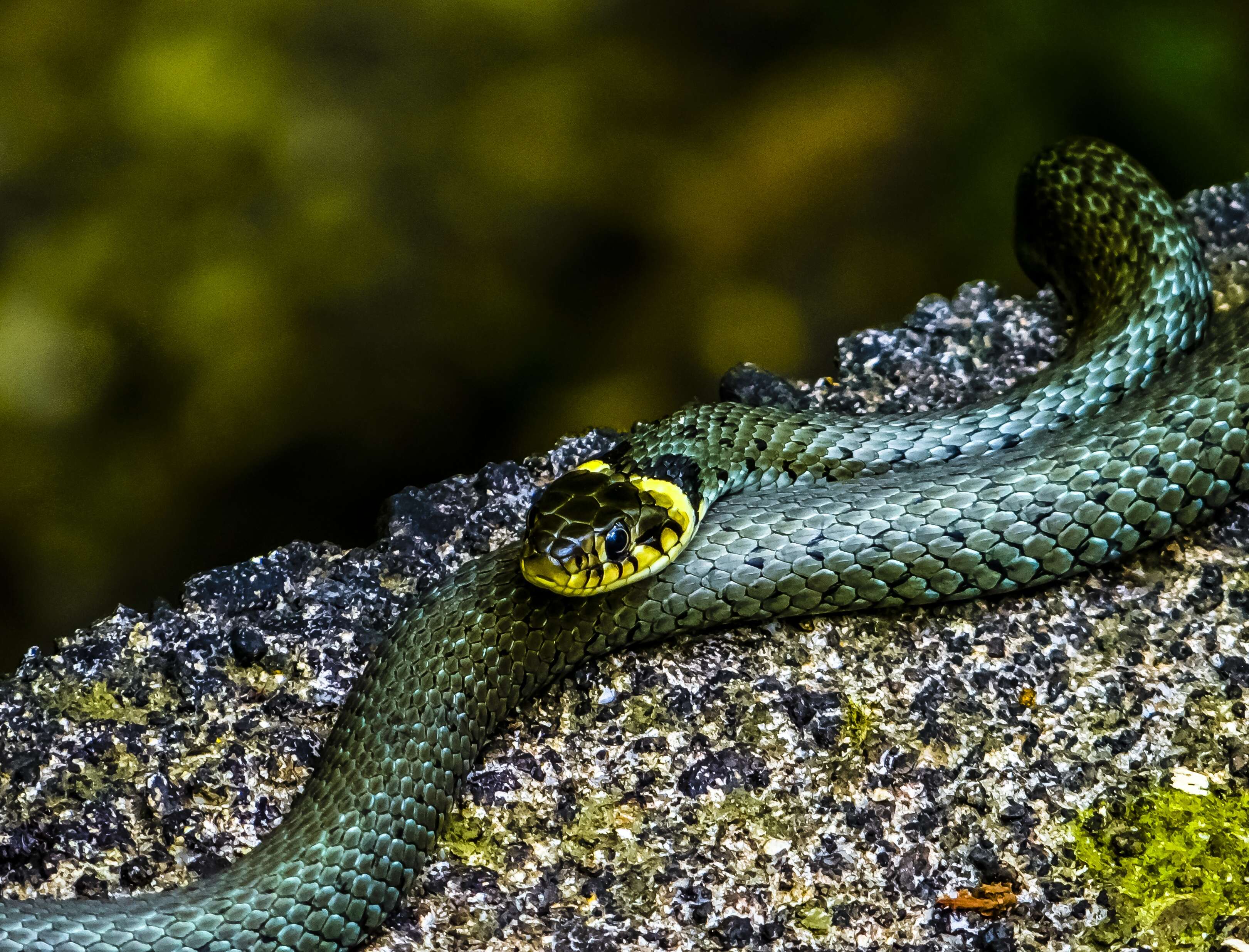 Image of Grass Snake