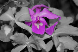 صورة Dendrobium bigibbum Lindl.