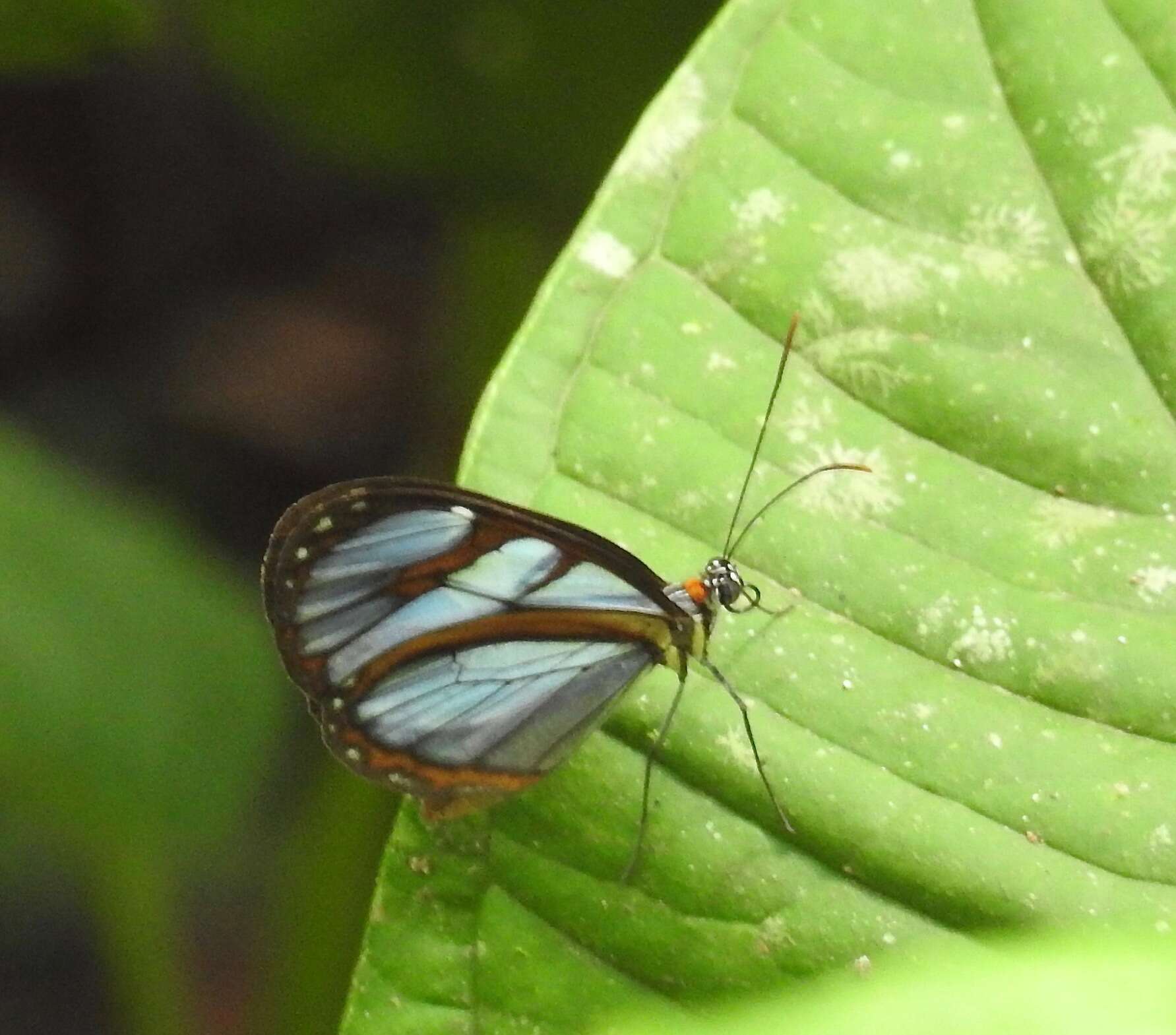 Imagem de Ithomia diasia morena Haensch 1903