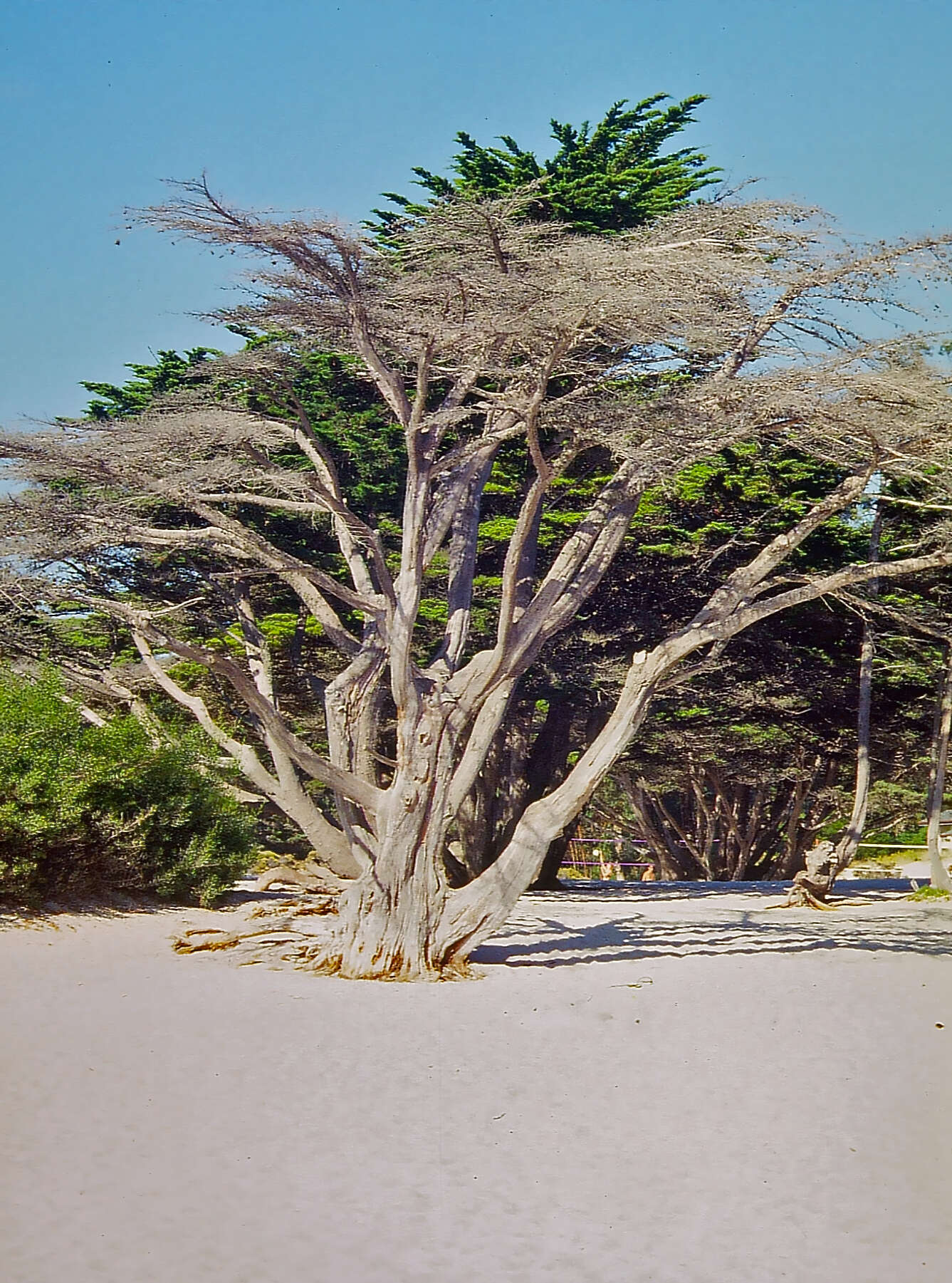 Image of Monterey cypress