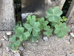 Sivun Oxalis caerulea (Small) R. Knuth kuva